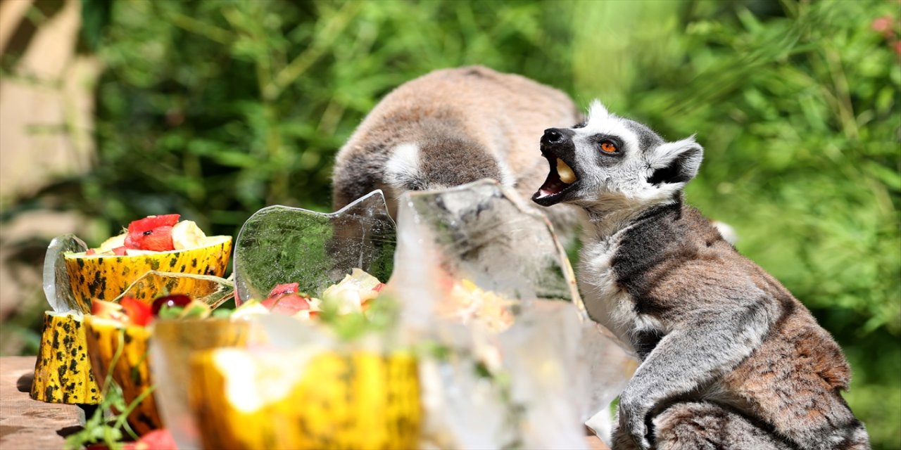Antalya’da sıcaktan bunalan hayvanlara buzlu meyve kokteyli ve havuz keyfi