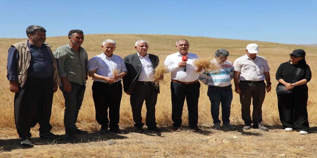 Elazığ'da kırmızı mercimek hasadı başladı: 2 bin 574 ton rekolte bekleniyor