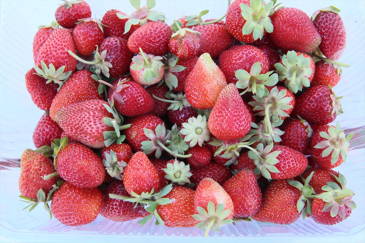 Kayısıya alternatif olarak çilek üreten kadın siparişlere yetişemiyor