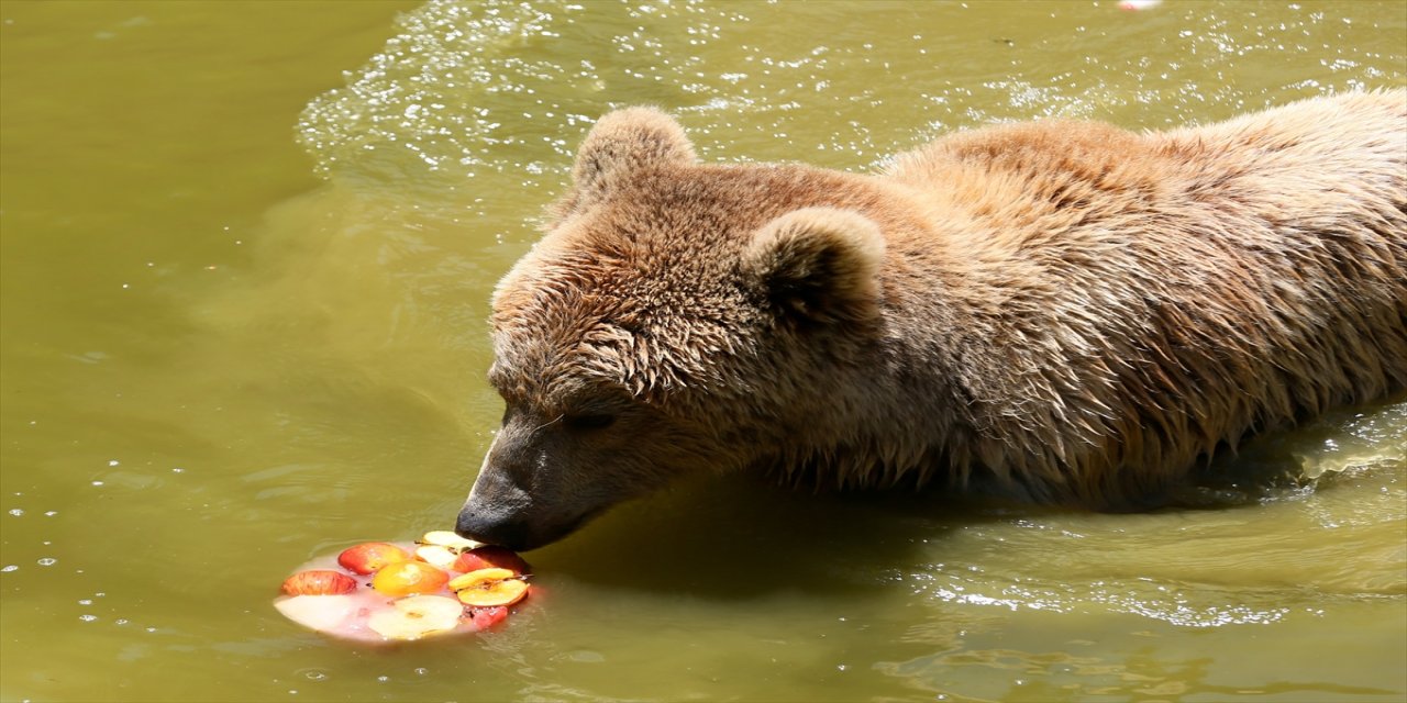 Gaziantep Hayvanat Bahçesi Sakinlerine Sıcak Havalarda Buzlu Kokteyl: Etli ve Meyveli Serinlik