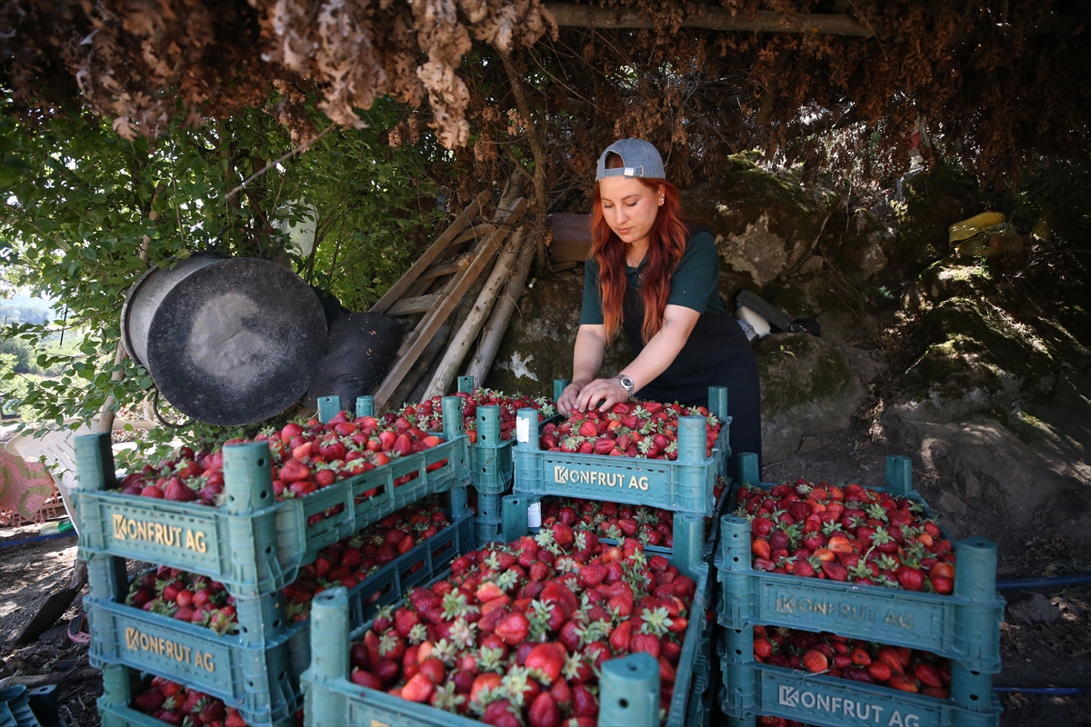 Beyaz yaka yerine tarımı seçti, yöresinin en genç organik çilek üreticisi oldu