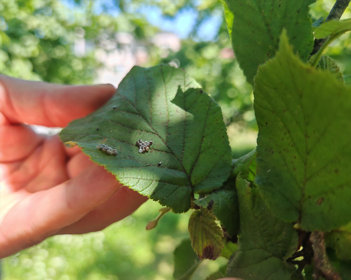 Fındık hasadı öncesi "kritik hazırlıklar" yoğunlaştı