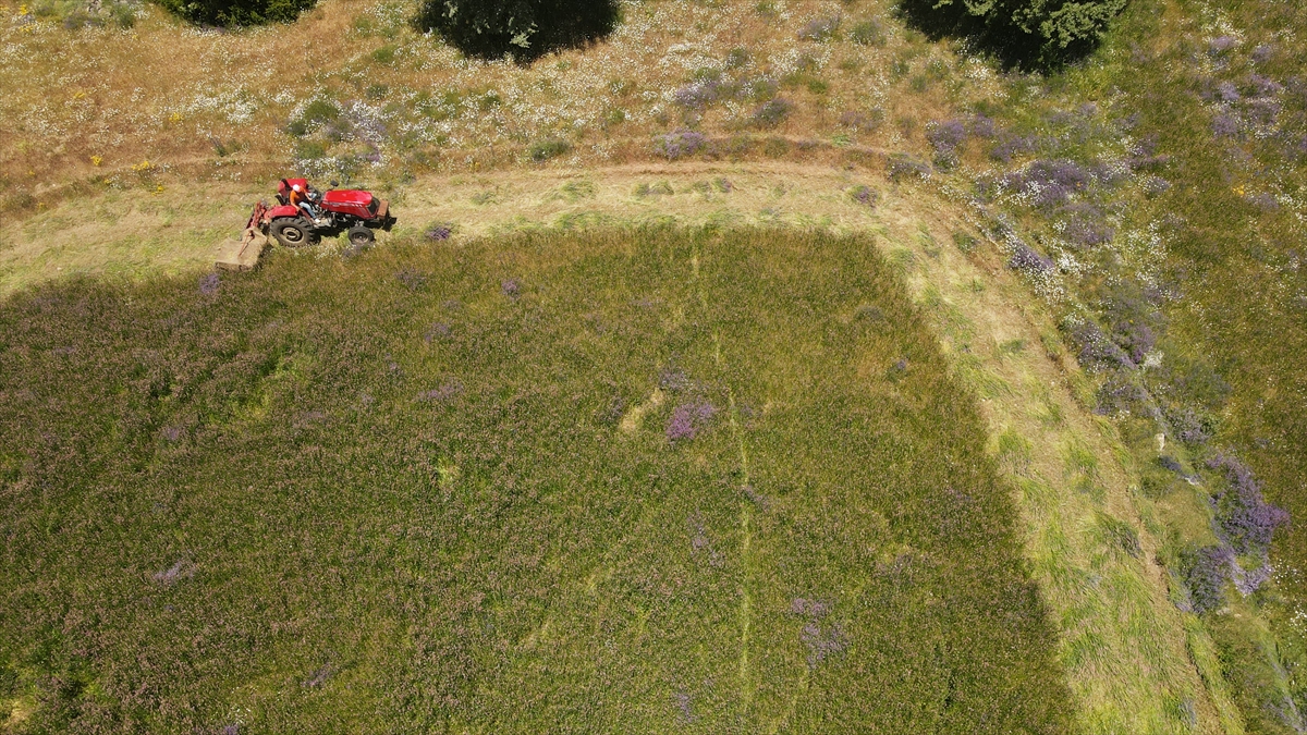 Giresun'da tarımsal üretim planı ile yetiştirilen ürünlerin ilk hasadı yapıldı