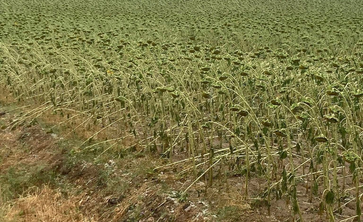 Tekirdağ'da dolu ekili alanlara zarar verdi