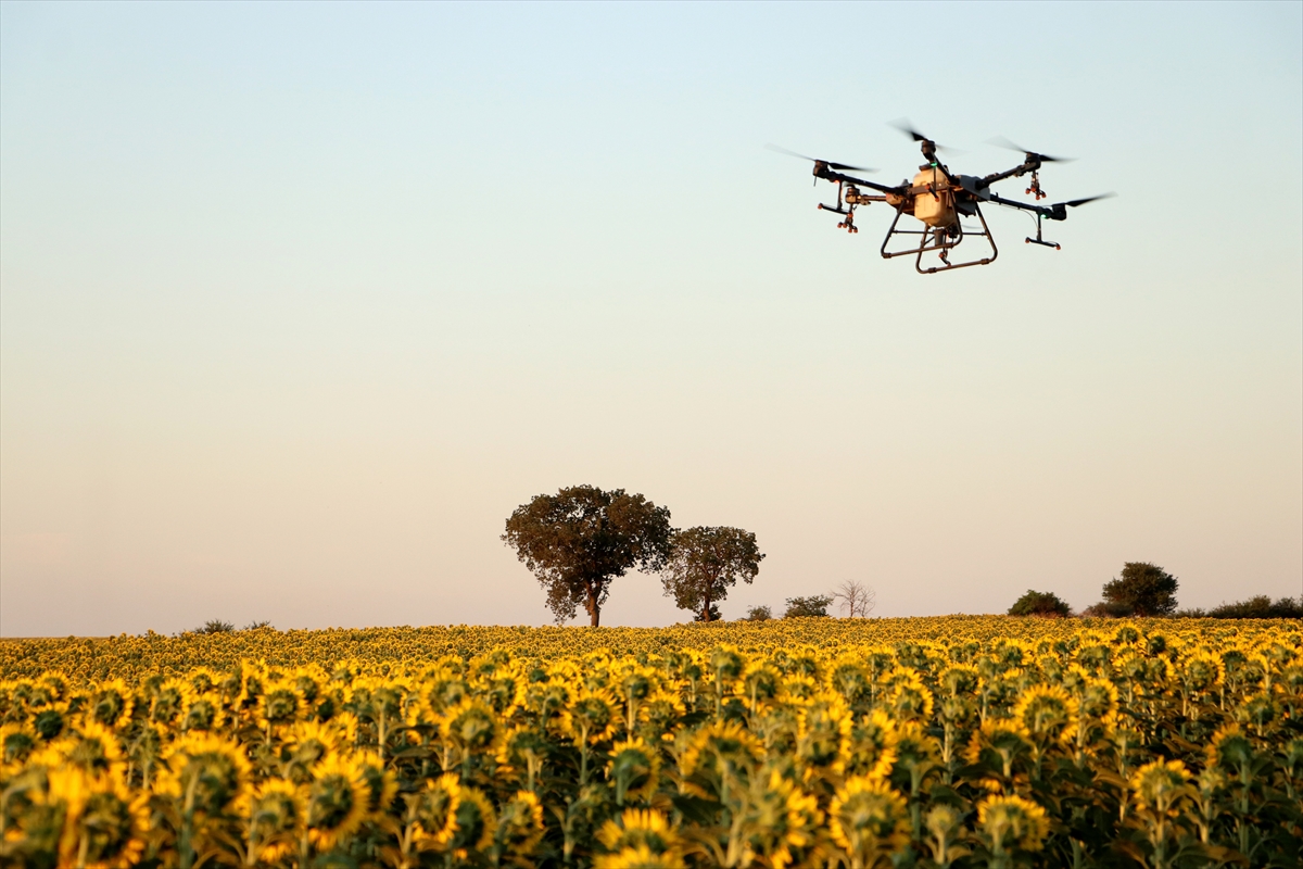Tekirdağ'da çiftçiler artan çekirge popülasyonuna karşı ilaçlama çalışması başlattı