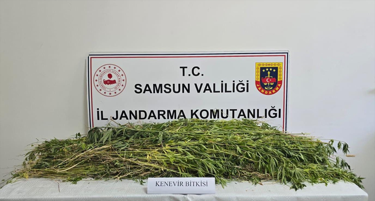 Samsun'da 5 bin 608 kök Hint keneviri ele geçirildi