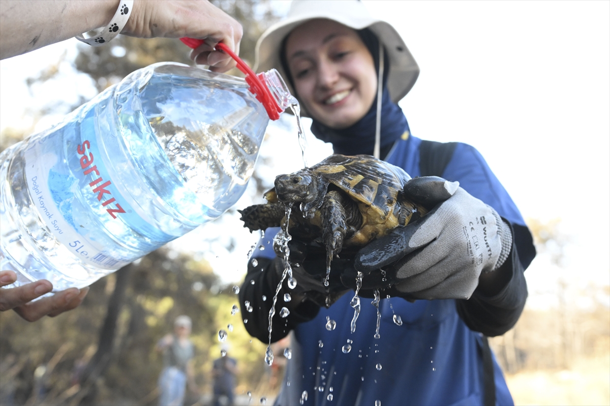 İzmir'de gönüllüler, orman yangınlarından kurtulan hayvanlara umut oluyor