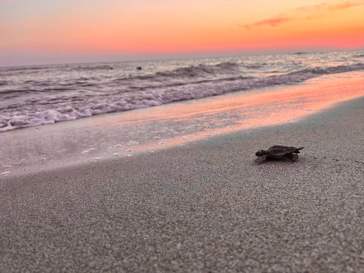 Akdeniz'in incisi Patara eylem planı ile korunacak