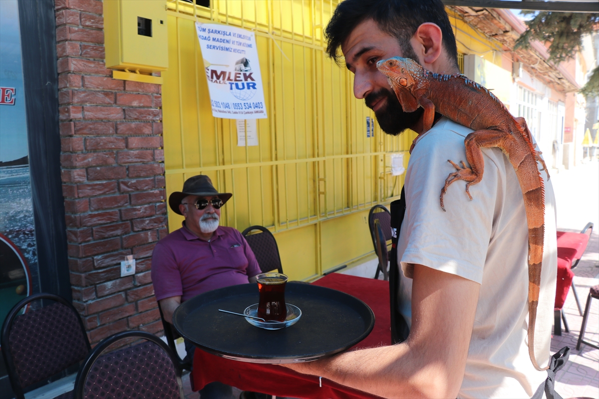 Omuzlarda gezen "Ökkeş" adlı iguana beldenin maskotu oldu