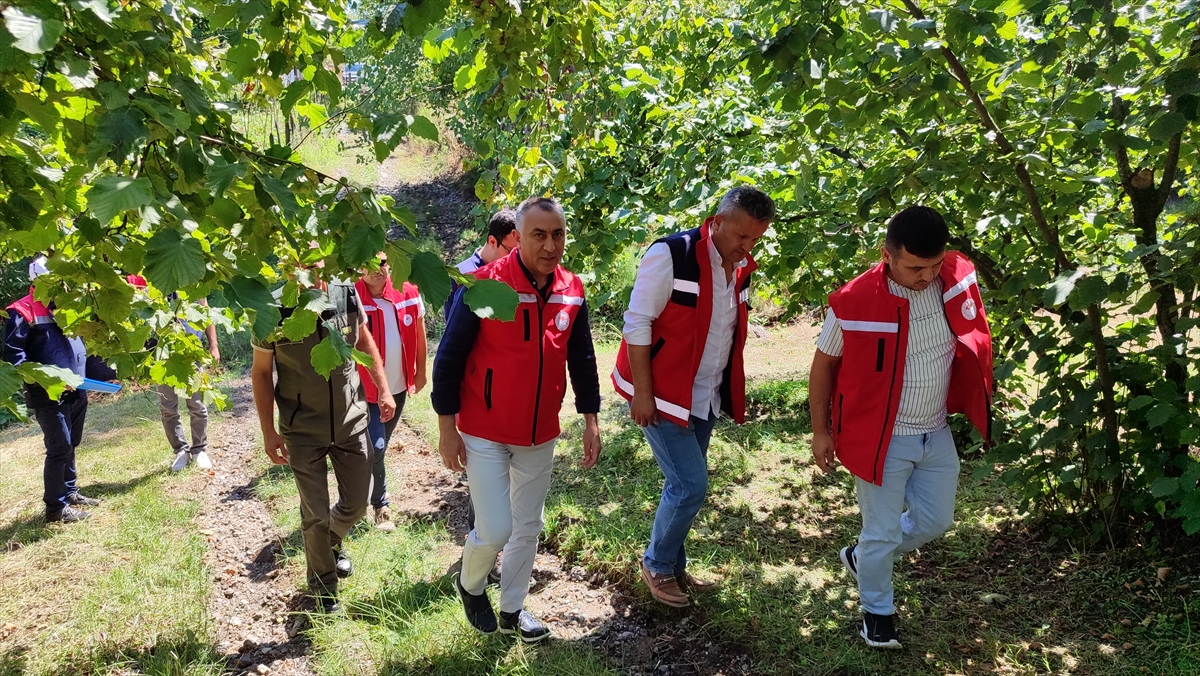 Samsun'da tahmini fındık rekolte çalışması yürütülüyor