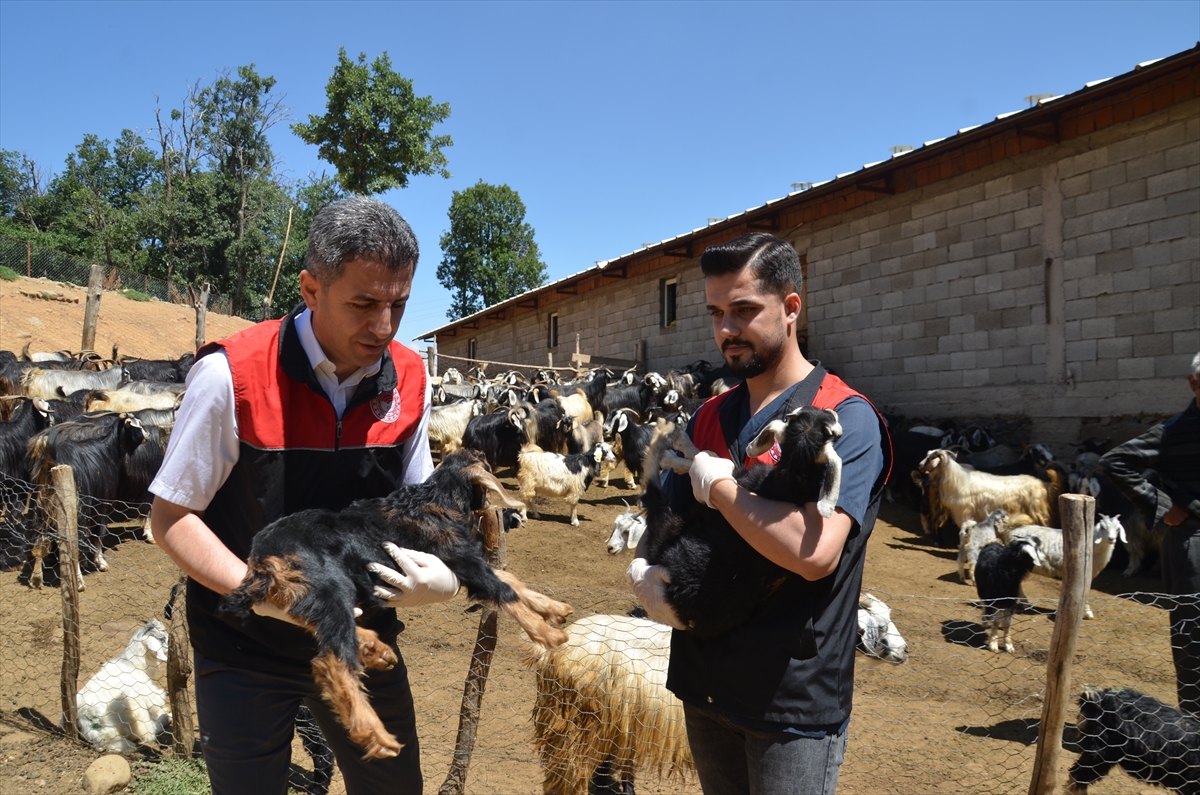 Muş'ta 52 kişilik ekip, küçükbaş hayvanları aşılayıp kayıt altına alıyor