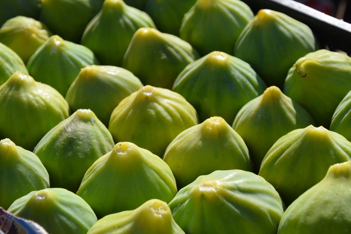 Manisa'da yediveren incirinin hasadı başladı