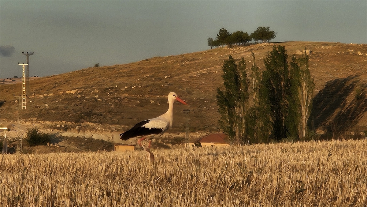 Çankırı'da hasat edilen buğday tarlaları leyleklerin beslenme noktası oldu