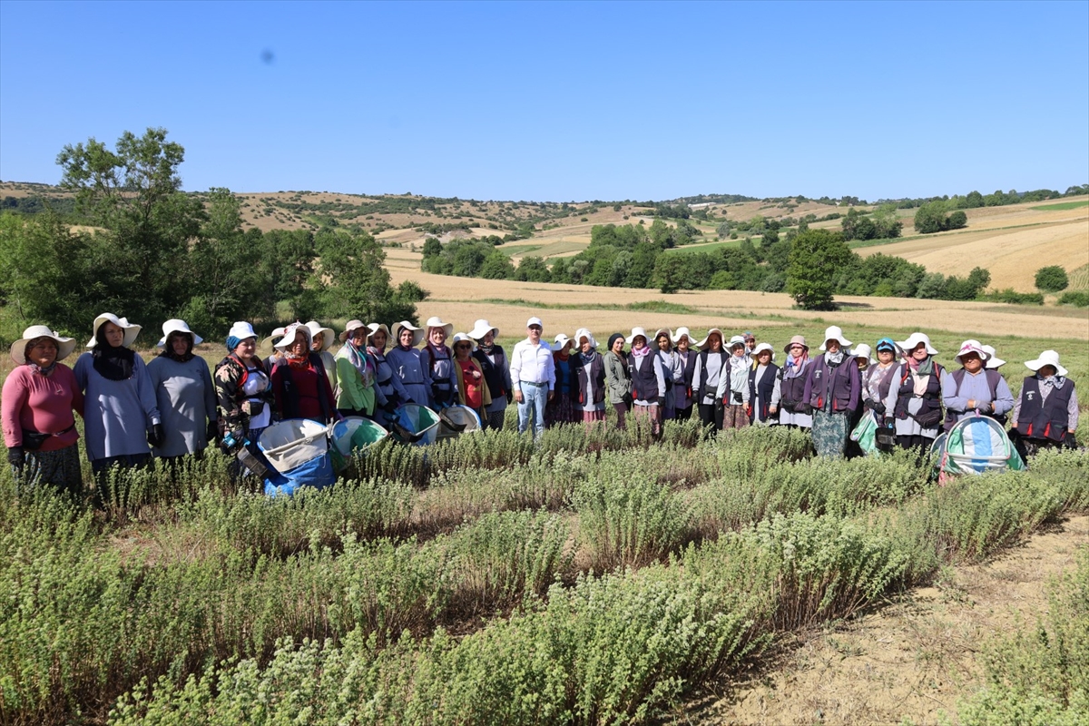 Kocaeli'de tıbbi ve aromatik bitki projesiyle ekilen kekik hasadı başladı