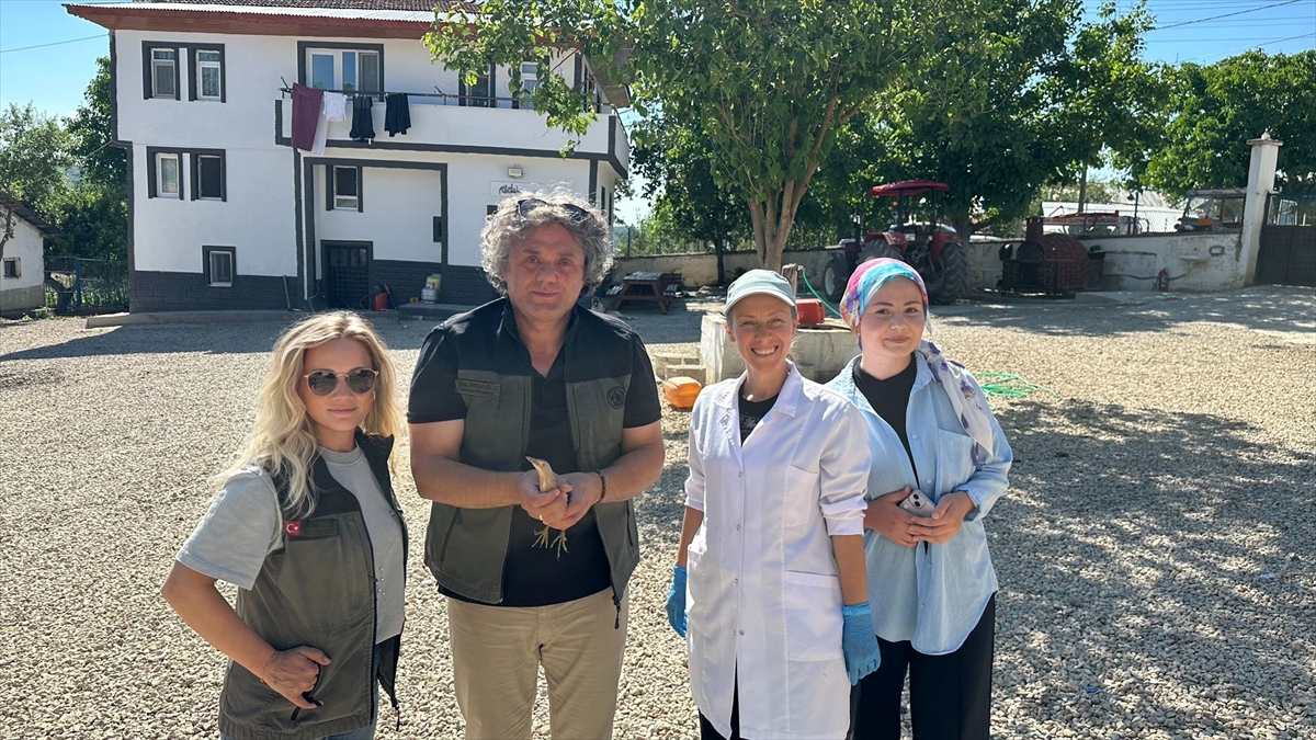 Karabük'te nesli tehlike altında olan "Bayağı Balaban" yaralı olarak bulundu