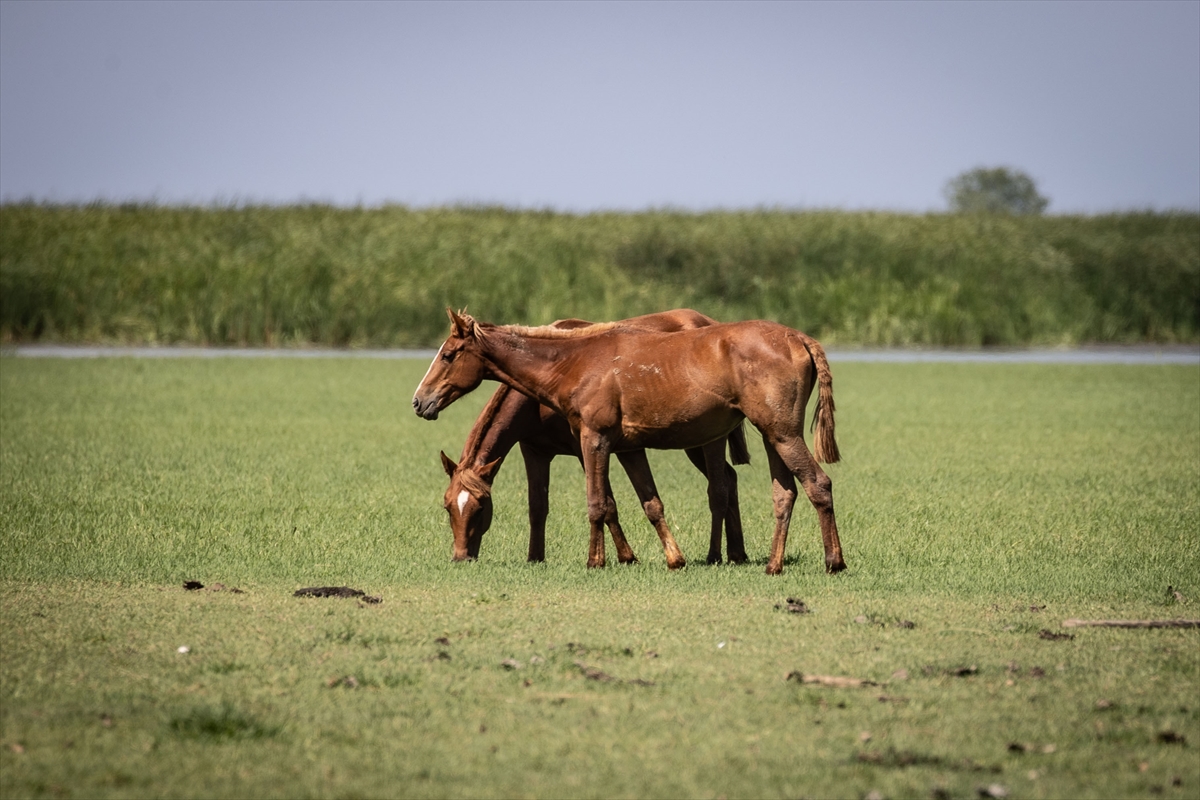 Kızılırmak Deltası Kuş Cenneti'ne yeşilin en güzel tonları hakim