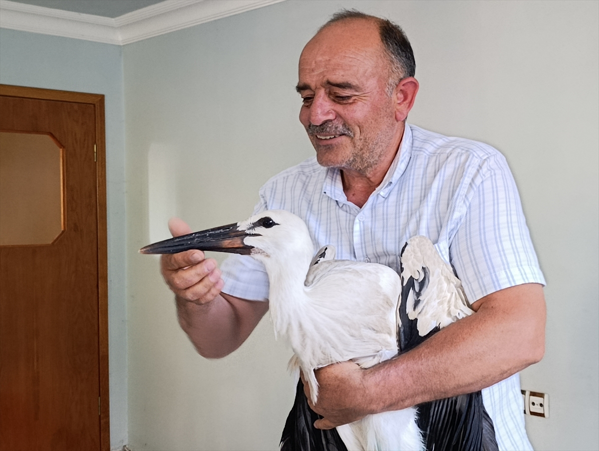 Şarkışla'da yaralı bulunan leylek tedaviye alındı