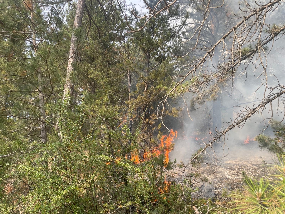 Bolu'da ormanlık alanda çıkan yangın kontrol altına alındı