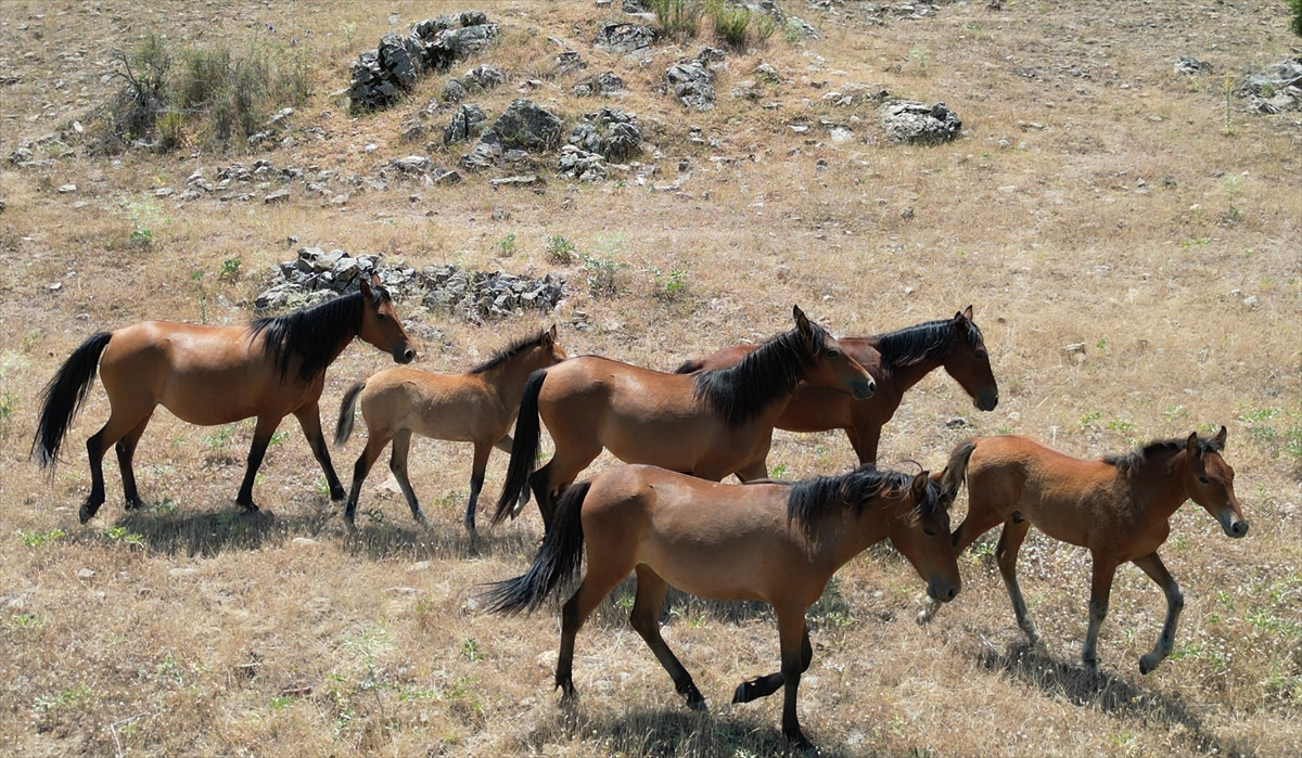 Isparta'da değişen iklim koşulları yılkı atların yaşamını etkiledi