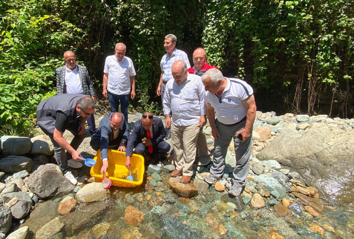 Trabzon'da 10 bin alabalık yavrusu Küçükdere Vadisi'ne bırakıldı