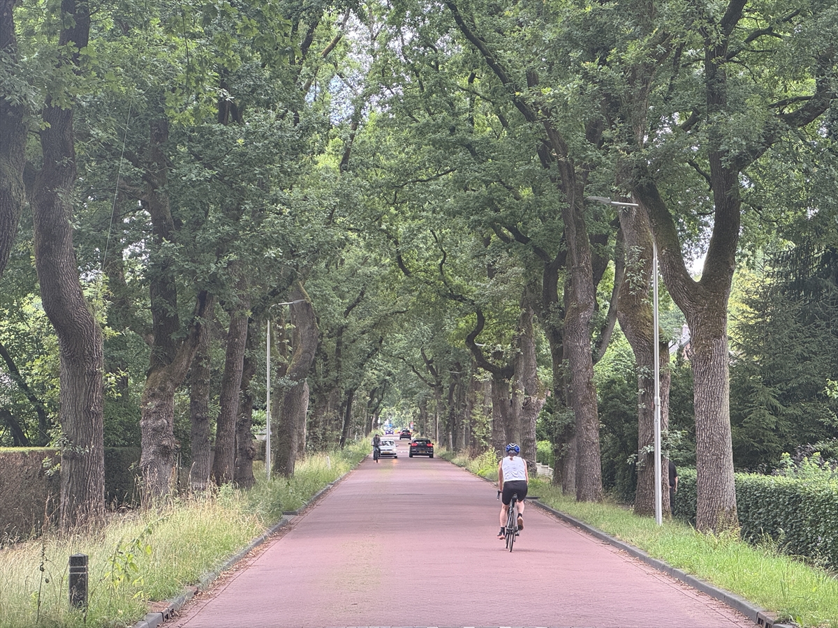 Hollanda'daki "ağaç tünelleri" sürücülere doğanın içinde seyretme ayrıcalığı sunuyor