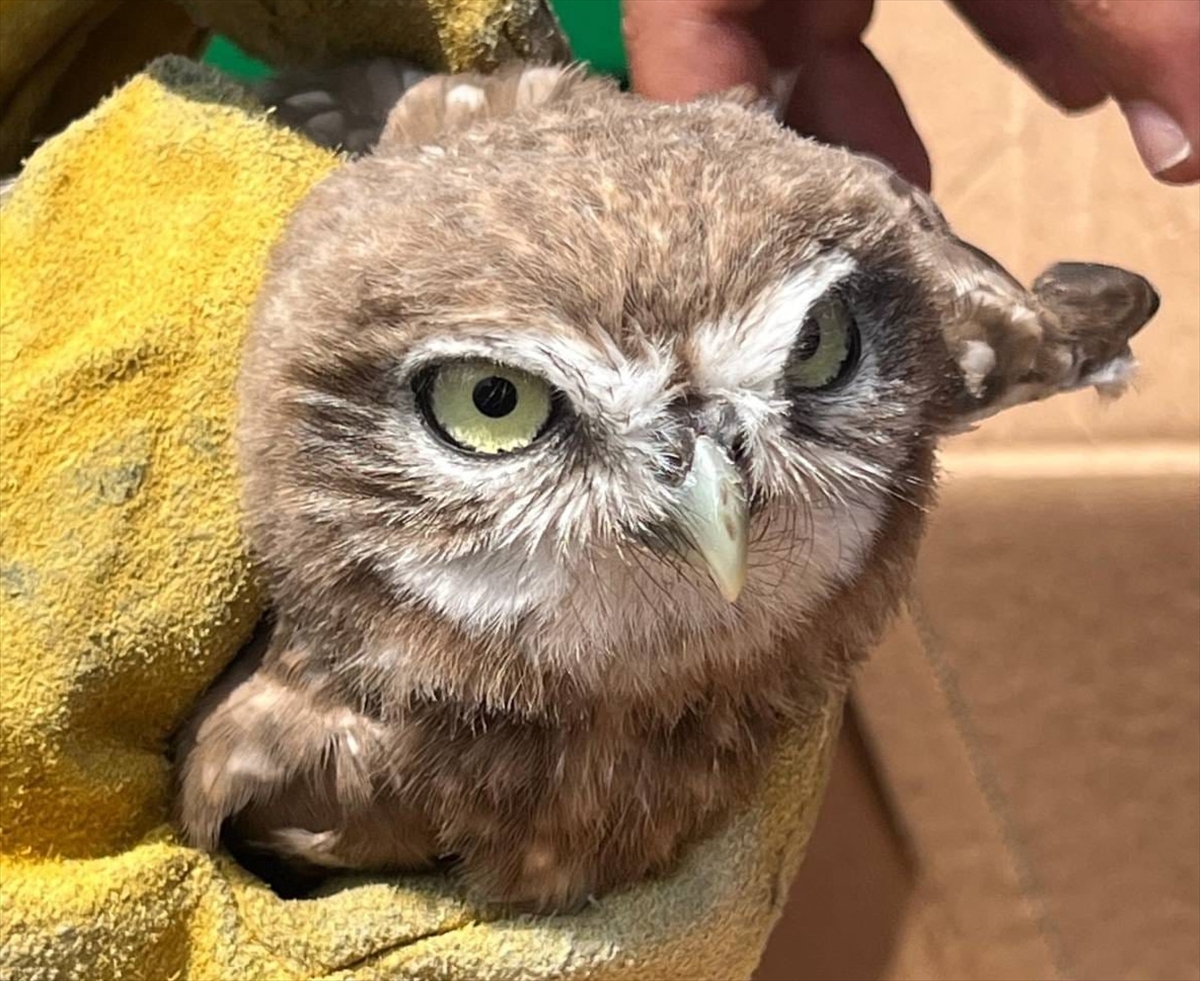 Erzincan'da yaralı bulunan baykuş yavrusu tedavi altına alındı