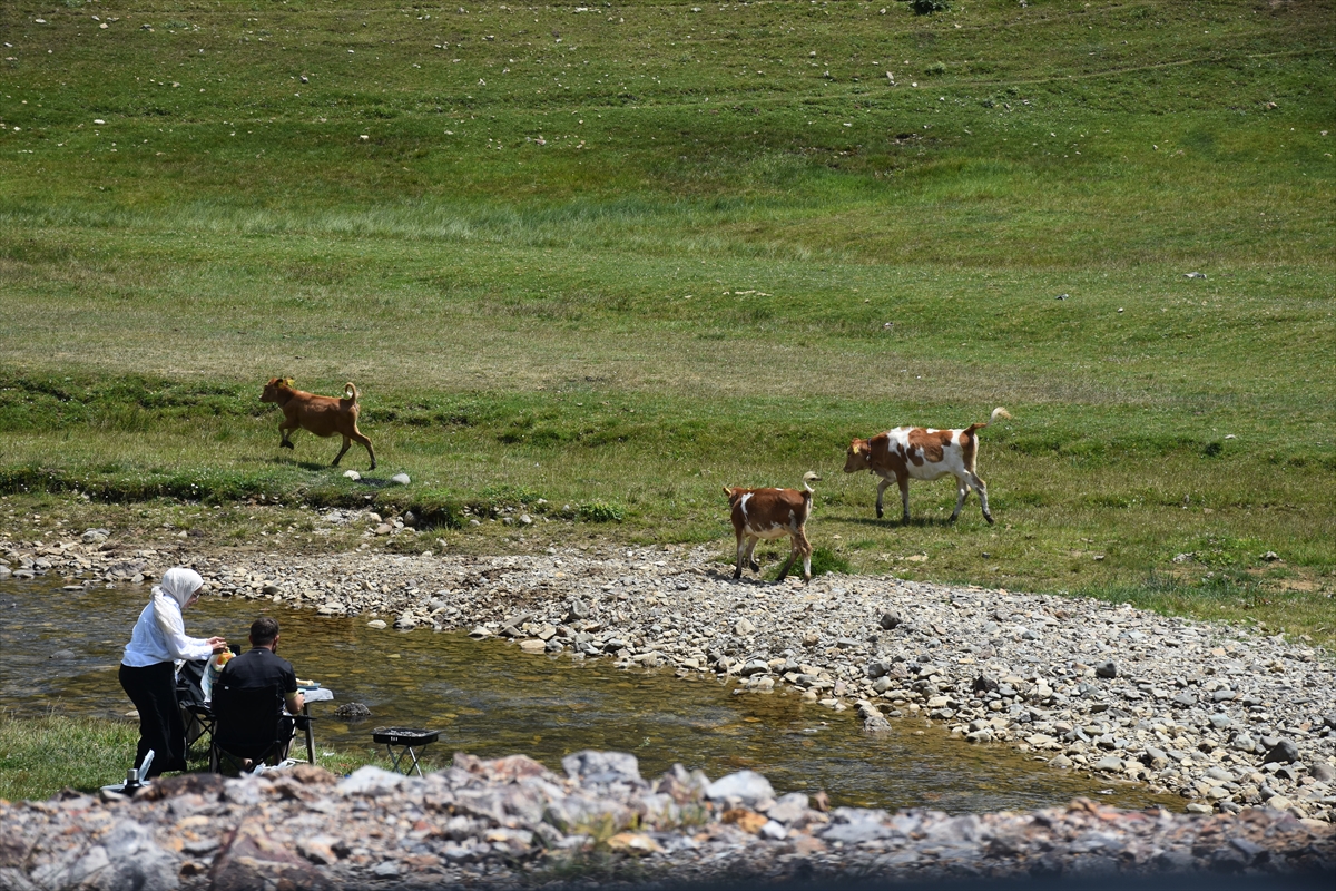 Gümüşhane'deki "Taşköprü Yaylası" doğaseverlerin uğrak noktası oldu