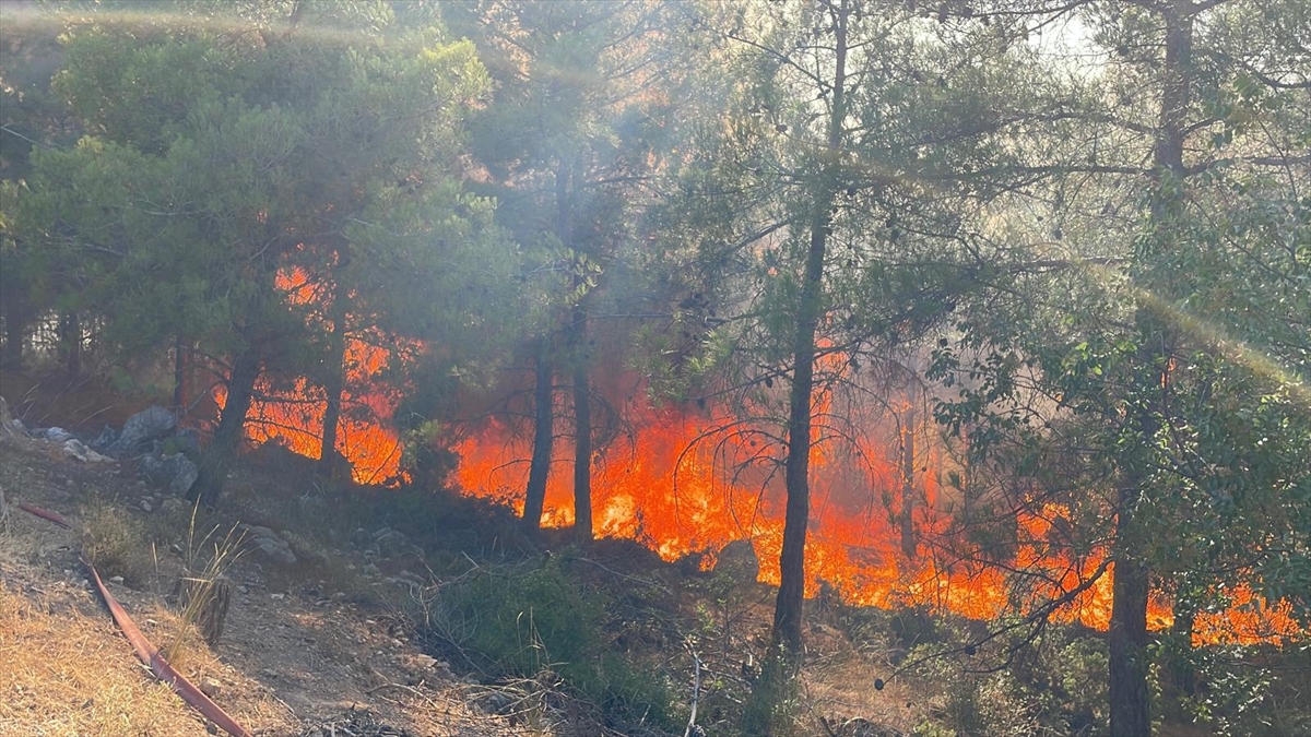 Sakarya'da ormanlık alanda çıkan yangına müdahale ediliyor