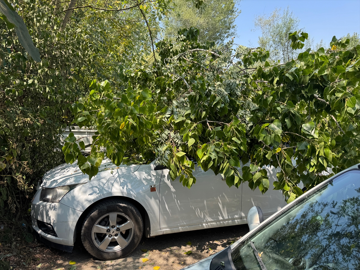Bartın'da çürüyen ağacın devrilmesi sonucu 4 araç hasar gördü