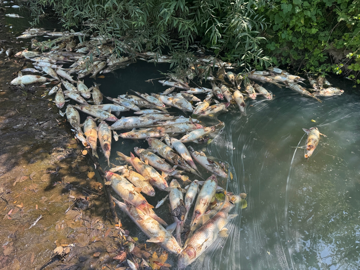 Bartın'da toplu balık ölümlerine ilişkin inceleme başlatıldı