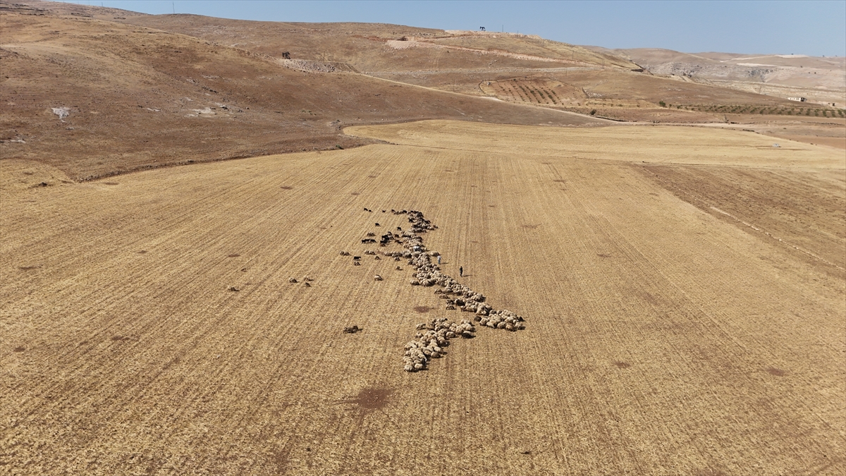 Hasat sonrasıi buğday ve arpa tarlaları hayvanlar için otlanma alanına dönüşüyor
