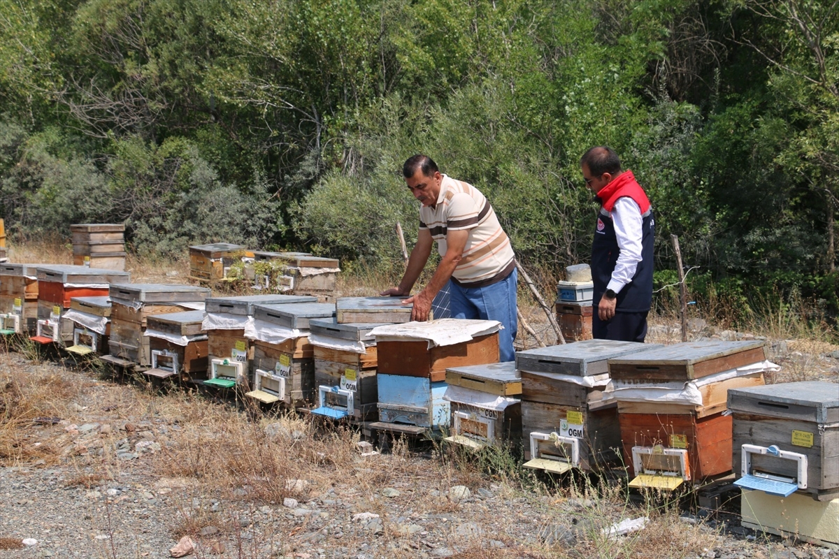 Erzincan'da üretilen geven balının hasadı başladı