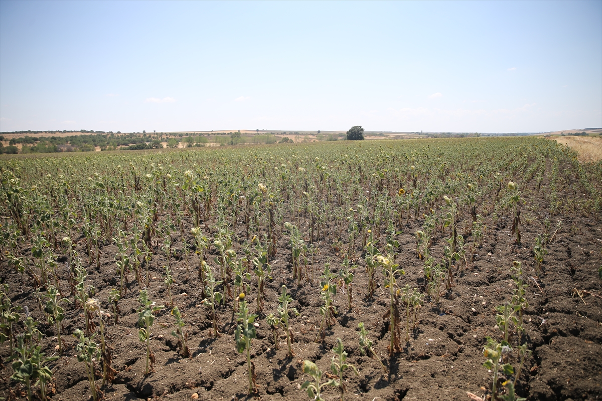Edirne'de kuraklık nedeniyle göletteki su seviyesi azalınca ürünler kurudu