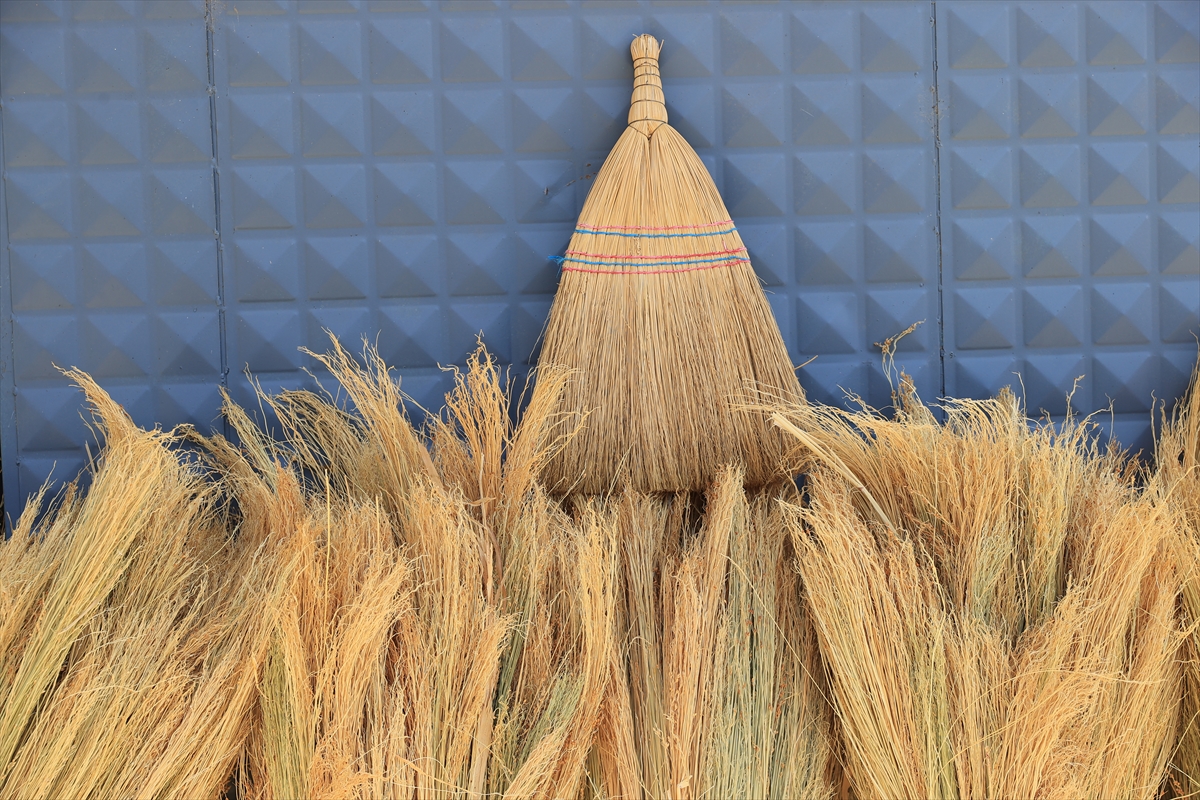 Edirne'de "süpürge otu" üreticileri ihracatı artırmayı hedefliyor