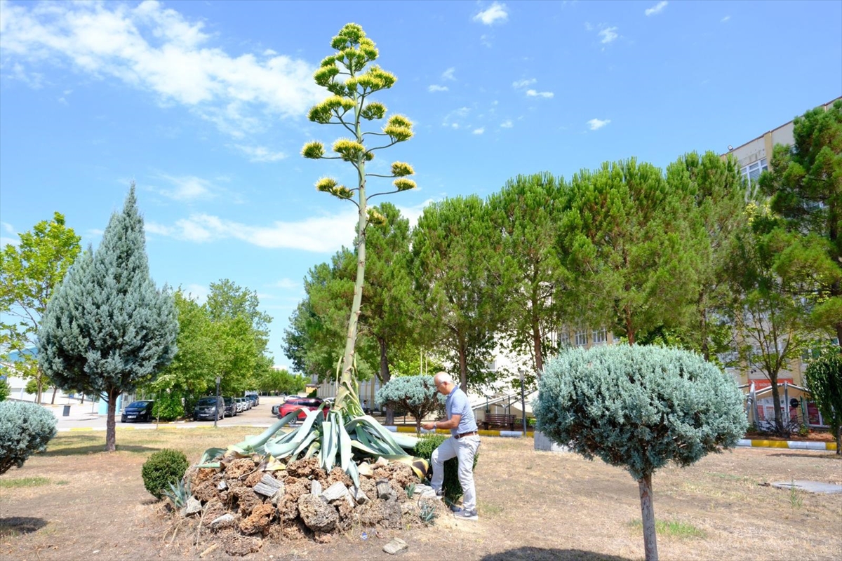 Balıkesir'de üniversite yerleşkesindeki Agave bitkisi 20 yıl sonra çiçeklendi