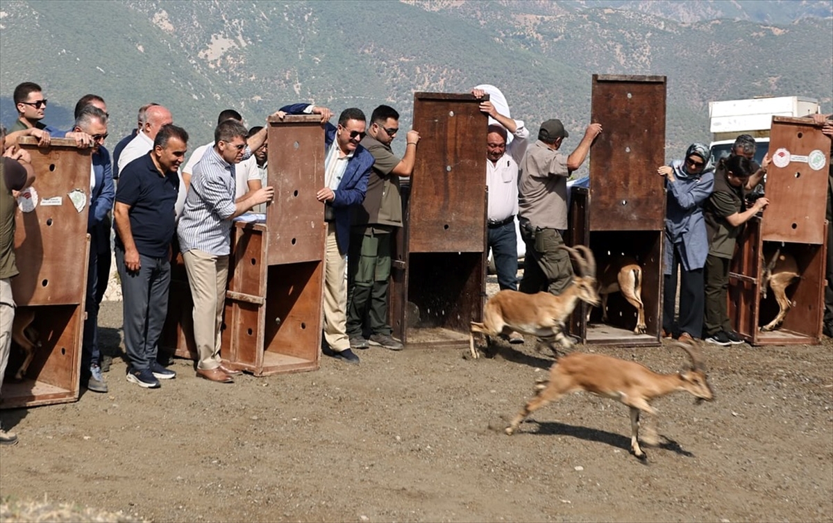 Amasya'da doğaya 5 yaban keçisi bırakıldı