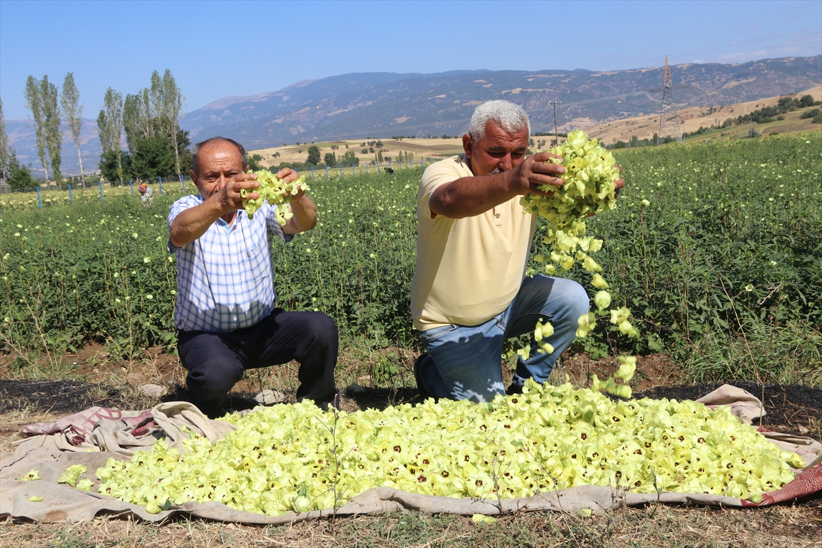 Amasya'nın coğrafi işaretli çiçek bamyasının hasadı başladı
