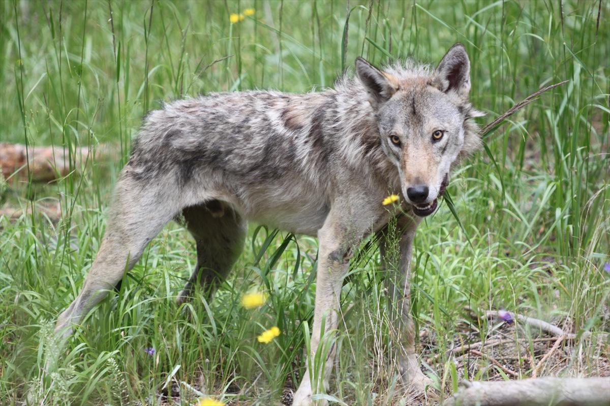 Kars'ta hareketleri takip edilen 50'nci kurda uydu vericisi takıldı