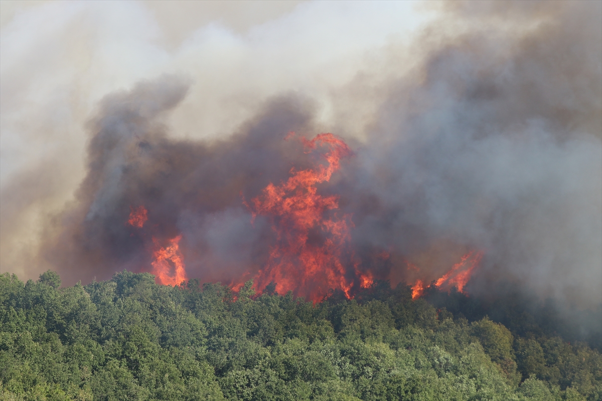 Kocaeli'de çıkan orman yangınına müdahale ediliyor