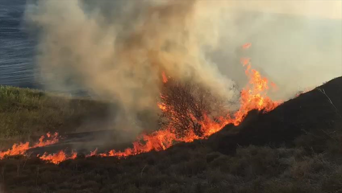 Paşalimanı Adası'ndaki orman yangınına müdahale ediliyor