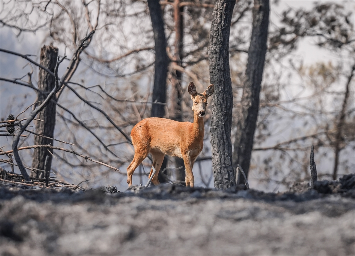 Gelibolu yangınında alevlerden kaçan karaca görüntülendi