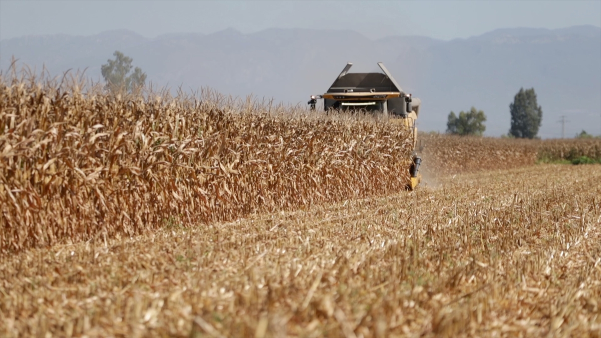 Mısırda 463 bin ton rekoltenin beklendiği Osmaniye'de biçerdöverler tarlalara girdi