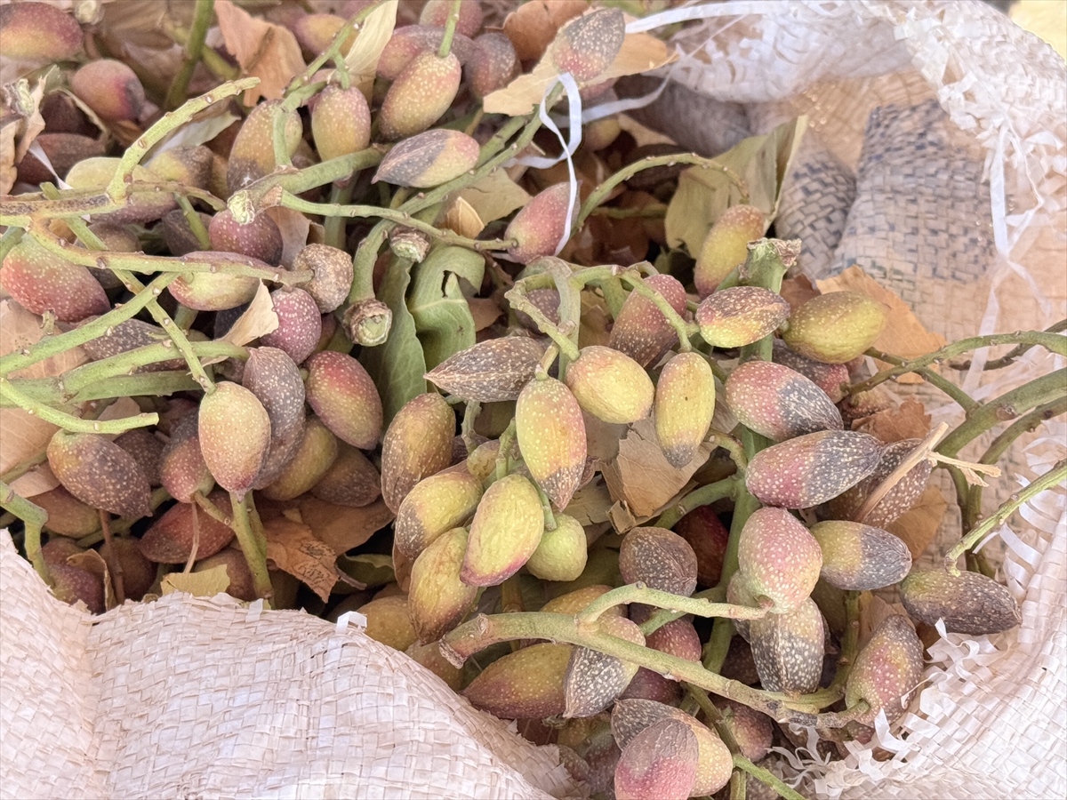 Siirt'te fıstık hasadı kuraklık ve yüksek sıcaklıklar nedeniyle erken başladı