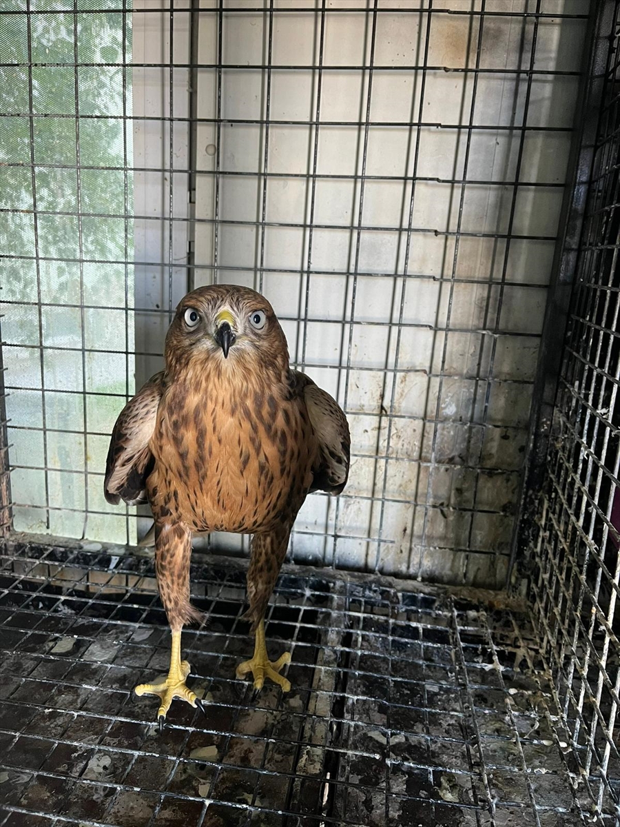 Erzurum'da bitkin halde bulunan şahin bakımının ardından doğaya salındı