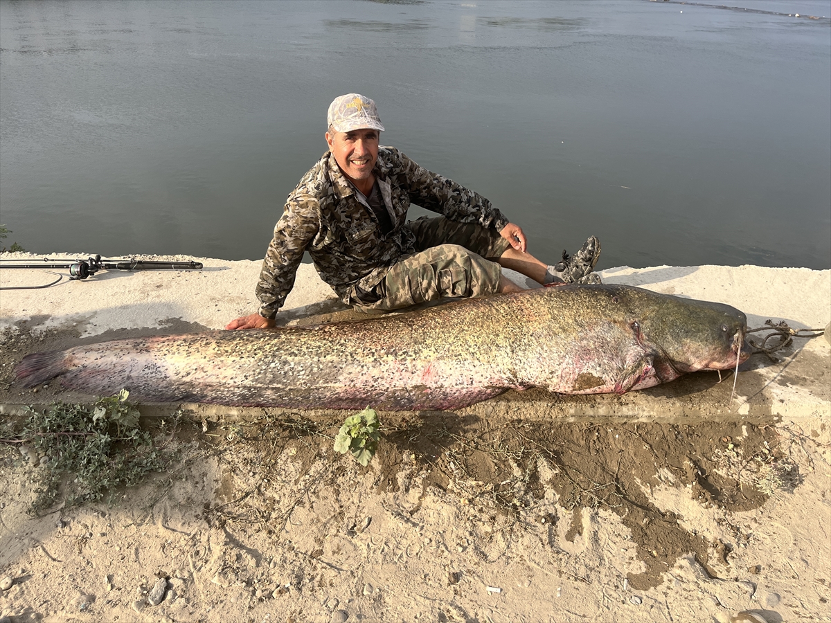 Meriç Nehri'nde oltayla 2,5 metrelik balık yakalandı