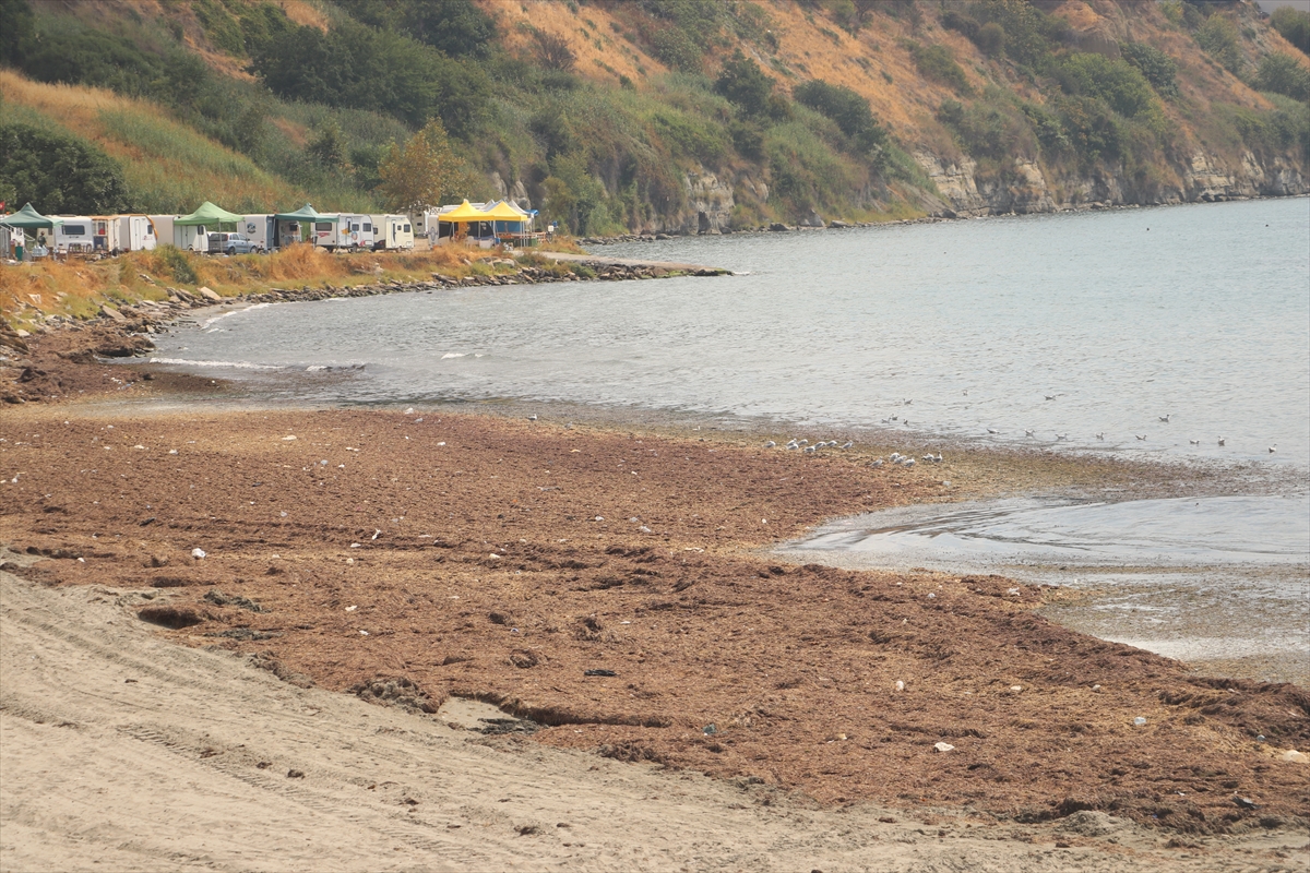 Tekirdağ'da poyraz nedeniyle sahilin bir kısmı kırmızı yosunla kaplandı