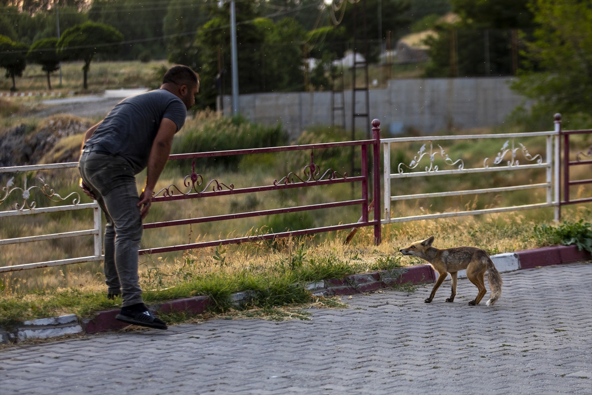 Her akşam polis lokalinin bahçesine gelen tilki, çalışanlar tarafından besleniyor