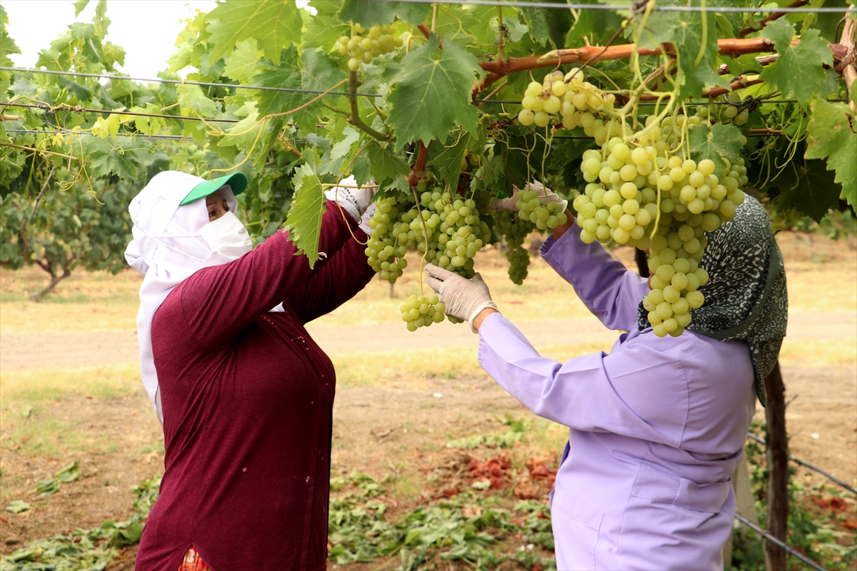 Tekirdağ'da tescilli "Süleymanpaşa beyazı" üzümünde hasat başladı