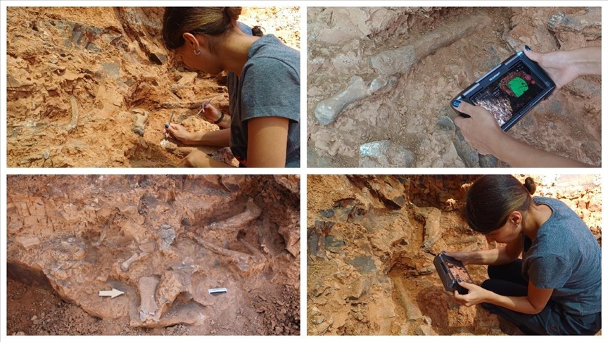 Denizli Tavas'taki kazılarda bulunan fosil türü 27'ye ulaştı