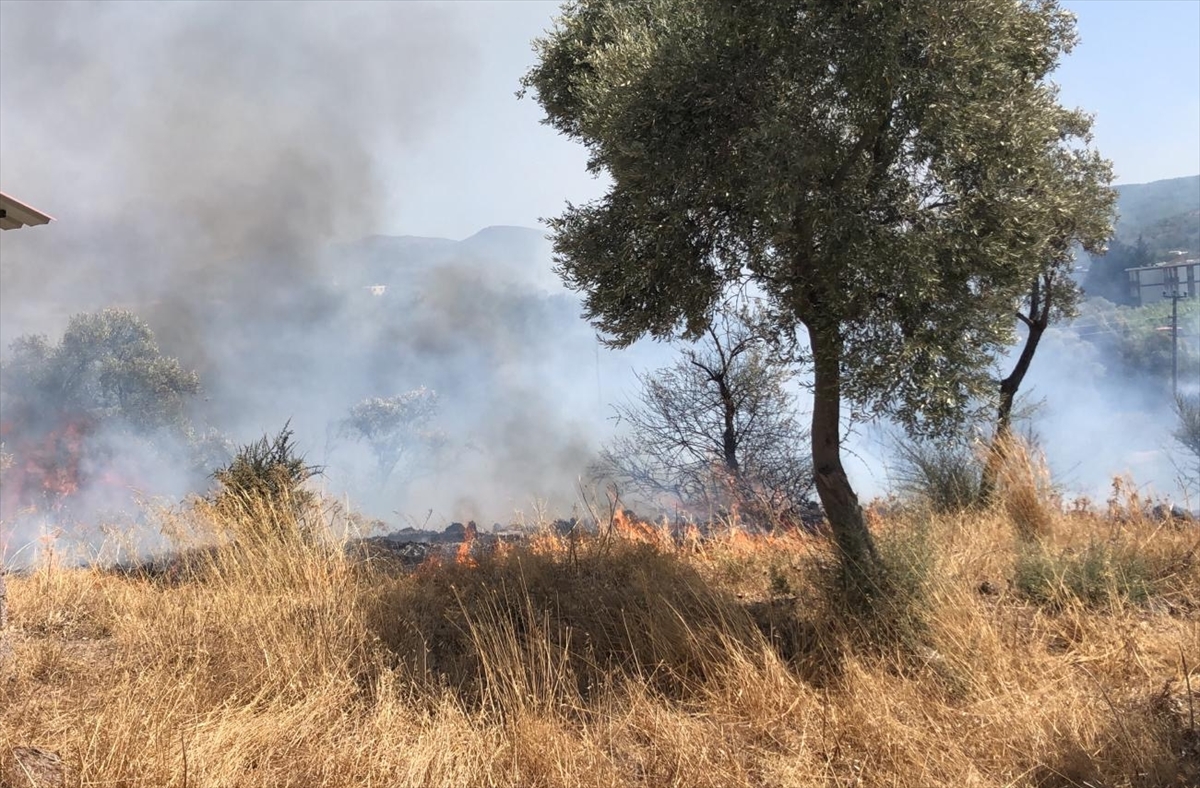 Bodrum'da zeytinlik ve otluk alanda çıkan yangın söndürüldü